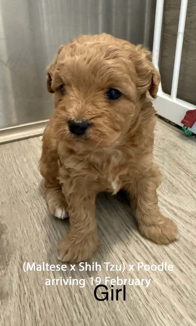 mount lawley pets and puppies