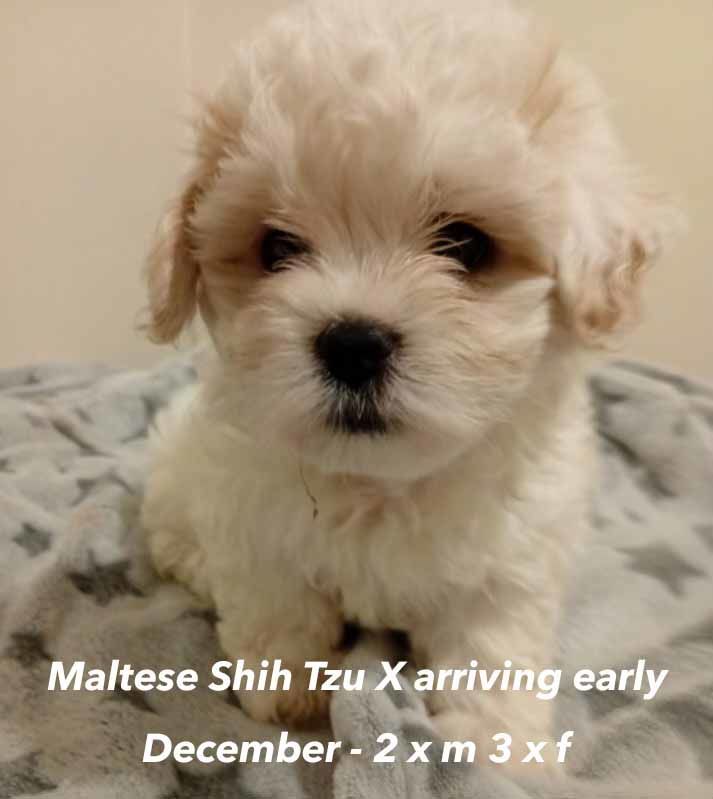 mount lawley pets and puppies