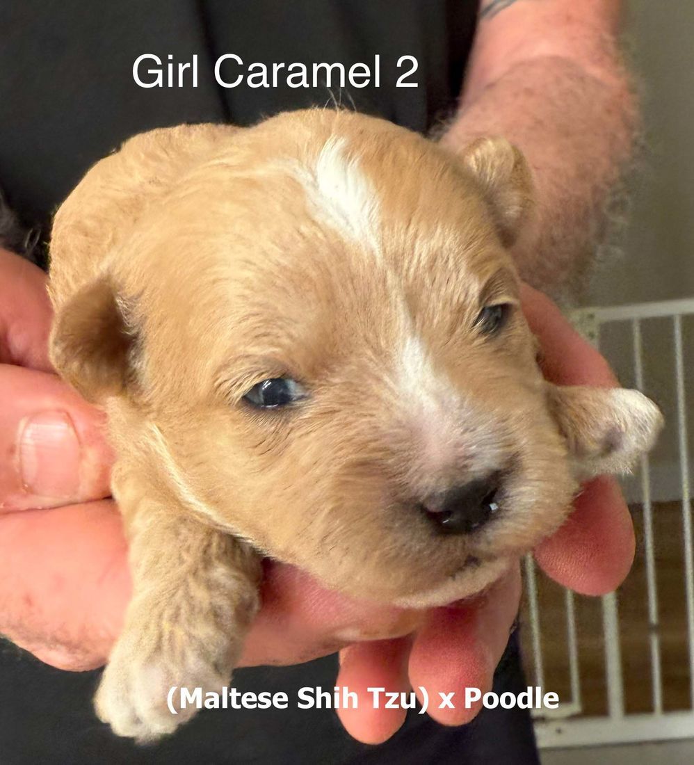 mount lawley pets and puppies