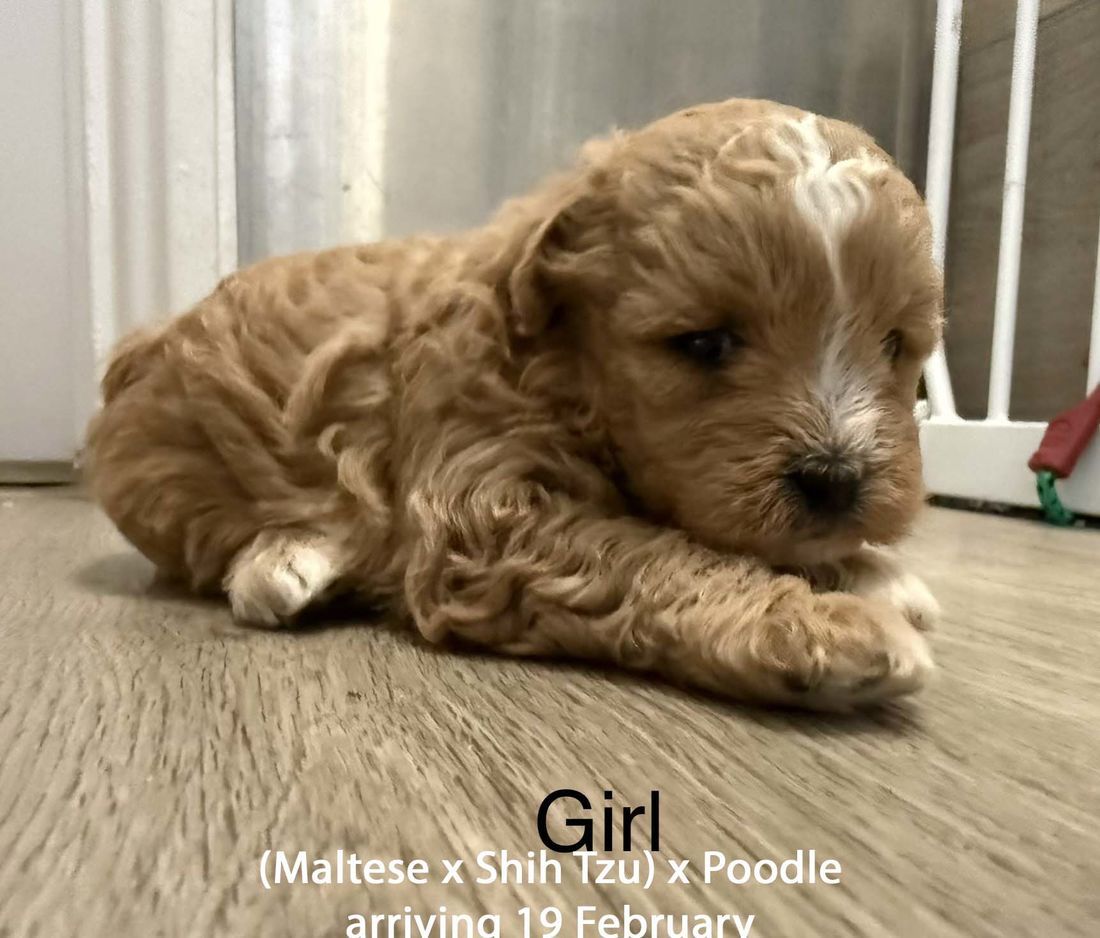 mount lawley pets and puppies