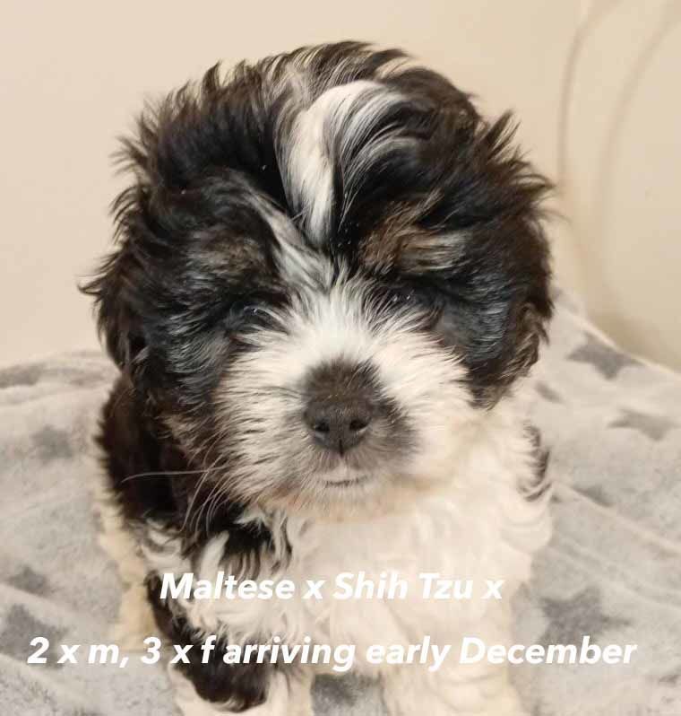 mount lawley pets and puppies