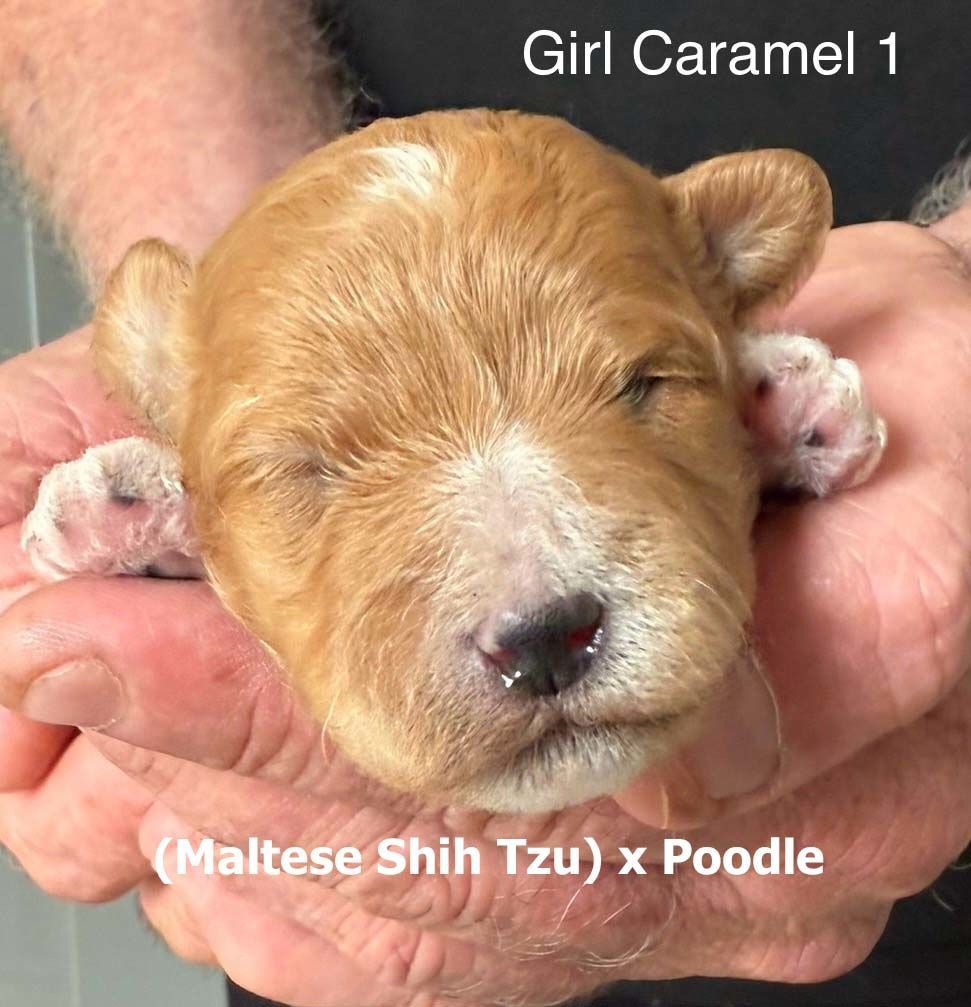 mount lawley pets and puppies