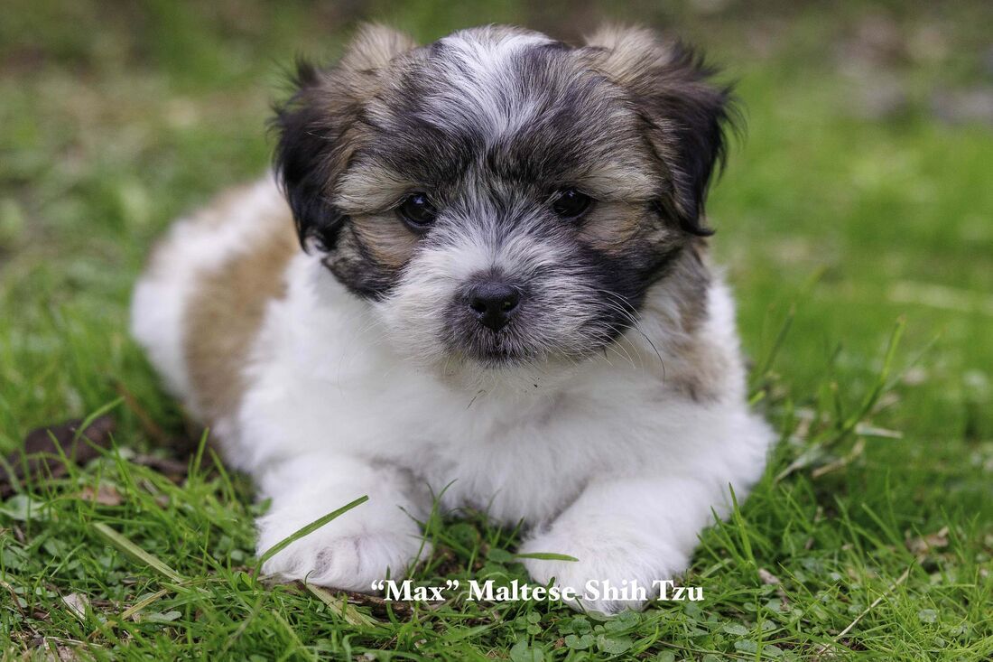 Mount Lawley Pets and Puppies