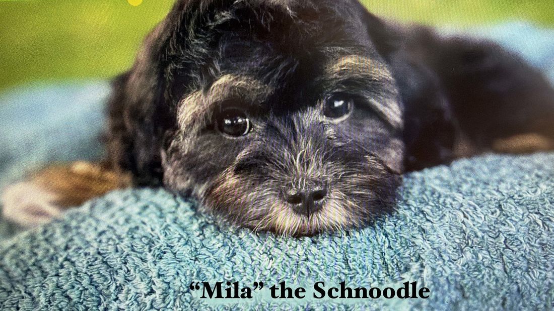 mount lawley pets and puppies