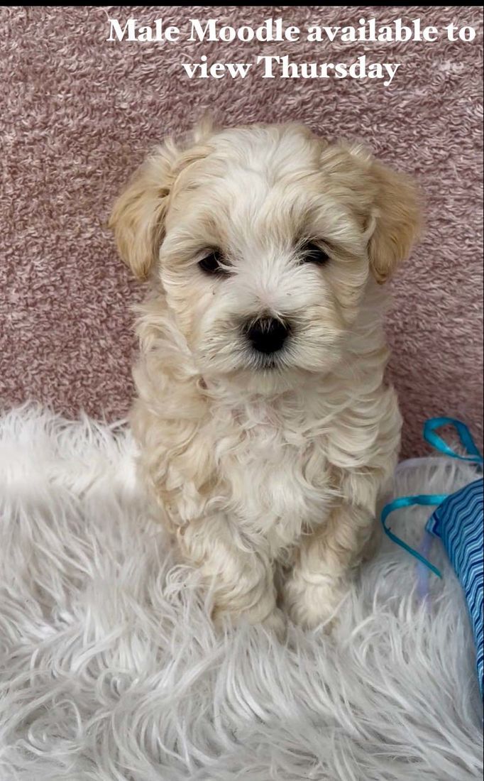 mount lawley pets and puppies