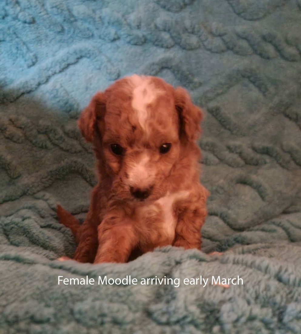 mount lawley pets and puppies