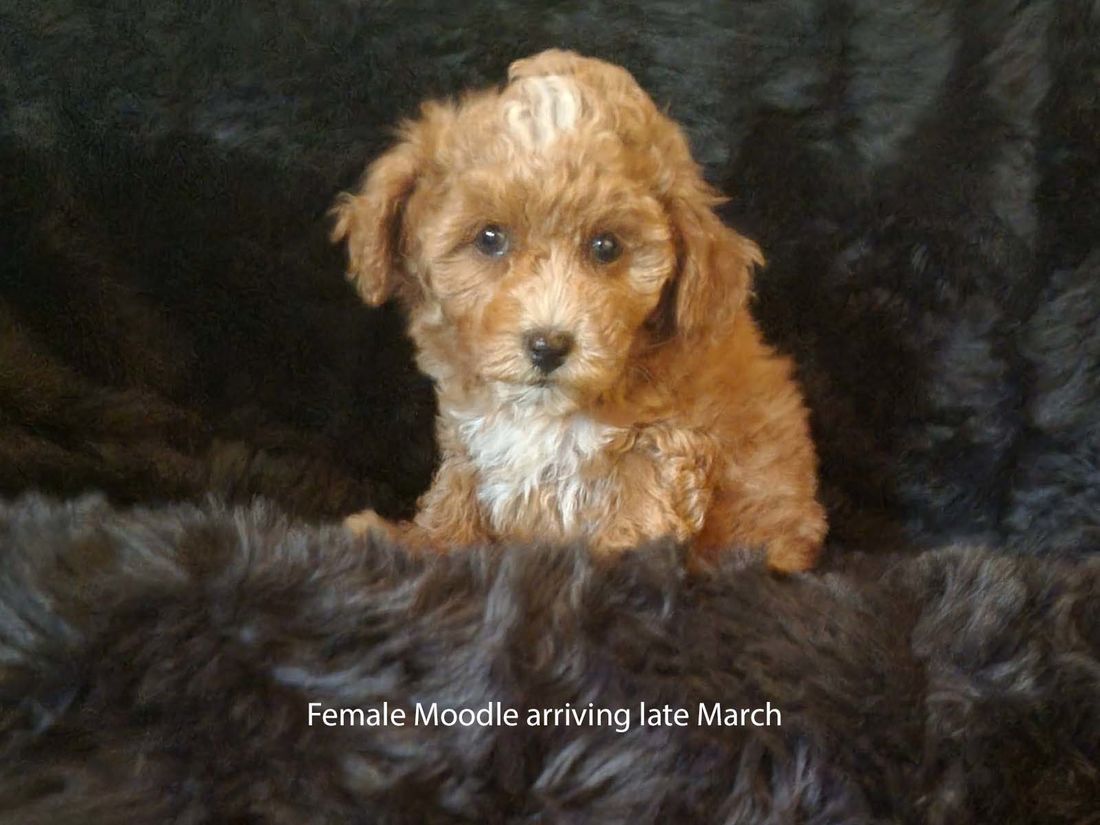 mount lawley pets and puppies