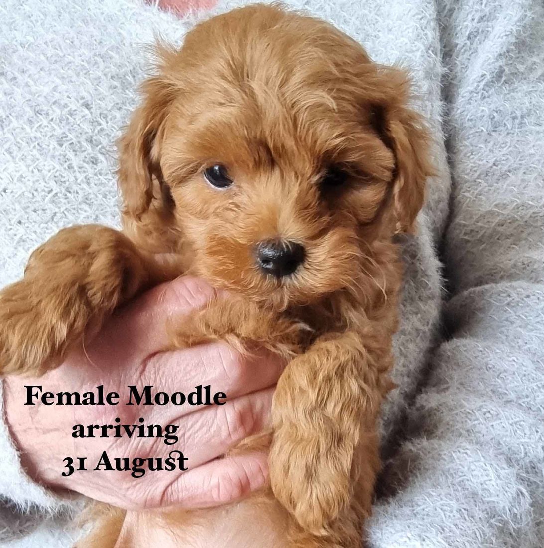 mount lawley pets and puppies