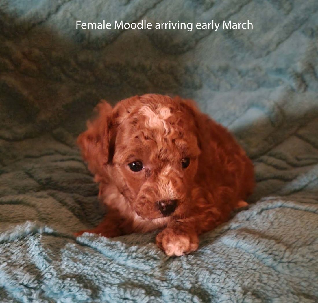 mount lawley pets and puppies