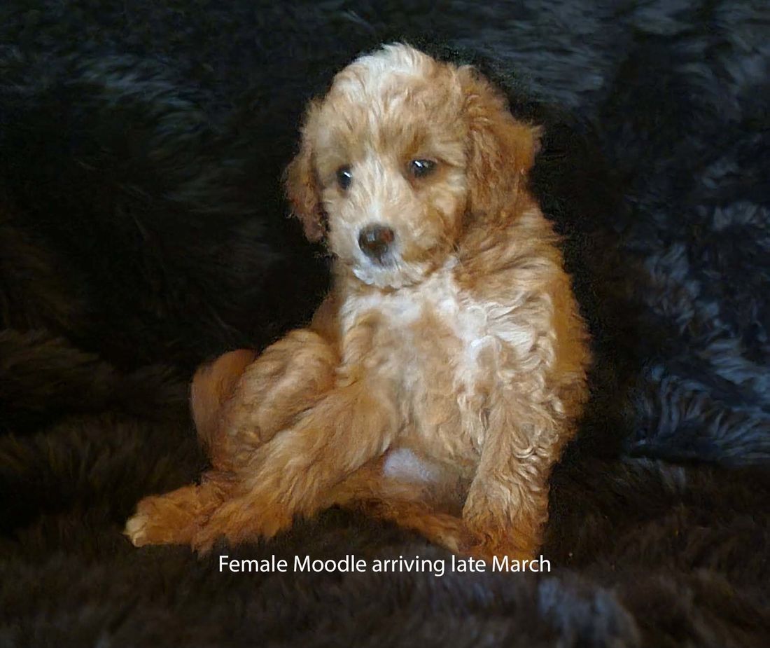 mount lawley pets and puppies