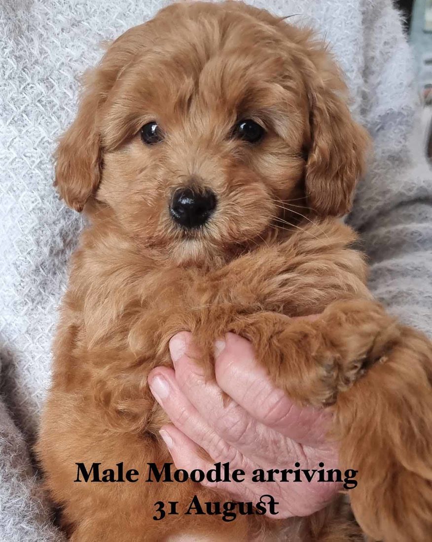 mount lawley pets and puppies