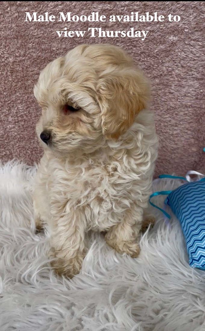 mount lawley pets and puppies