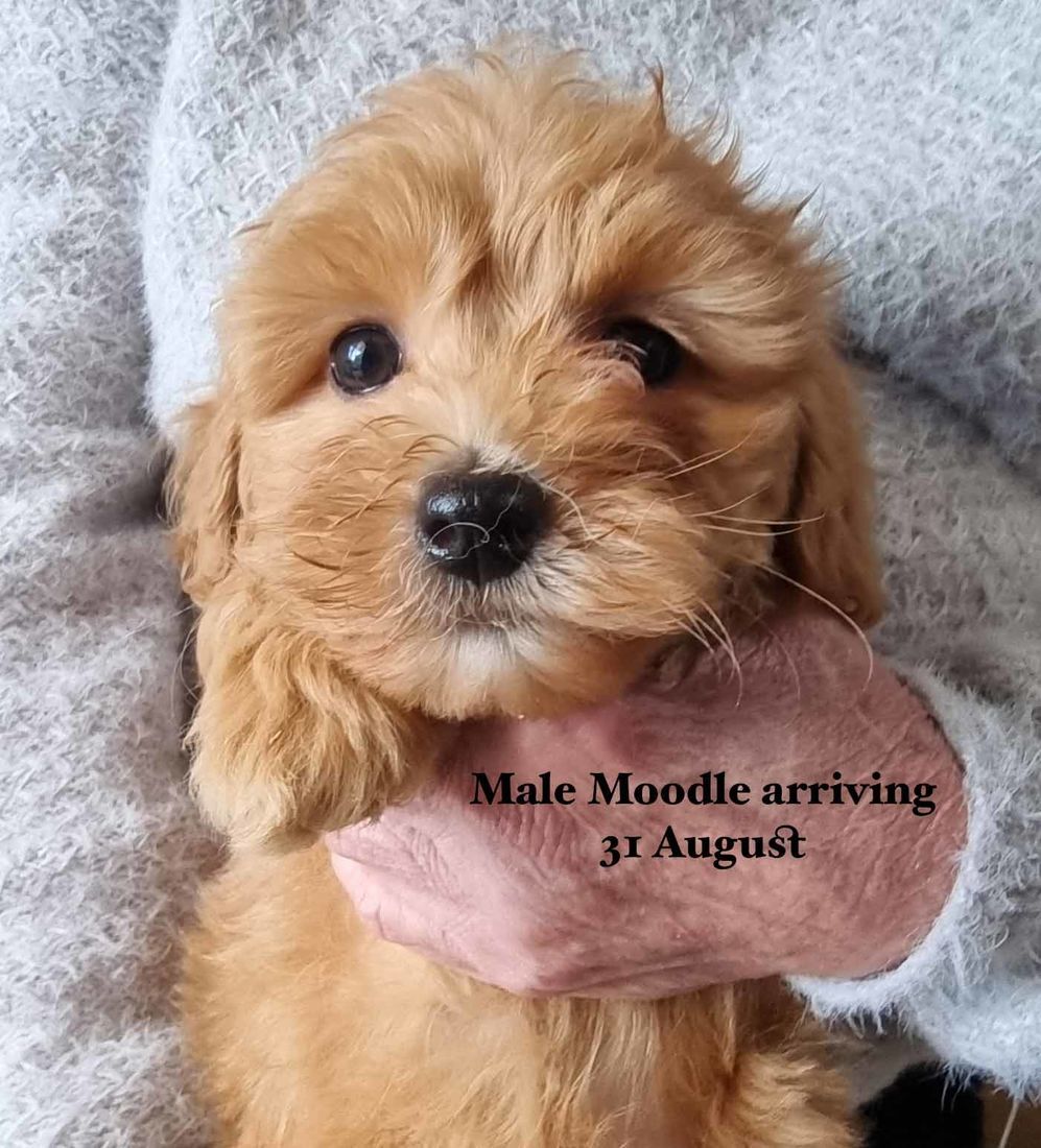 mount lawley pets and puppies