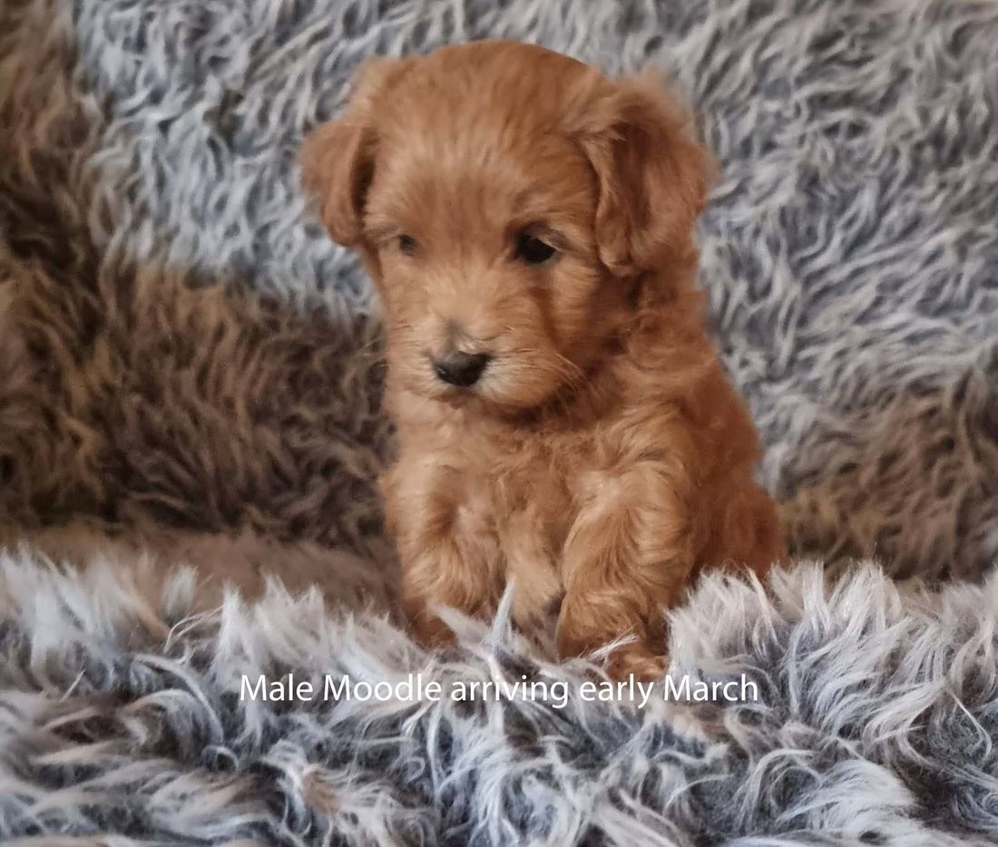 mount lawley pets and puppies