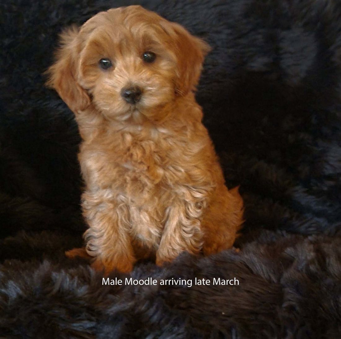 mount lawley pets and puppies