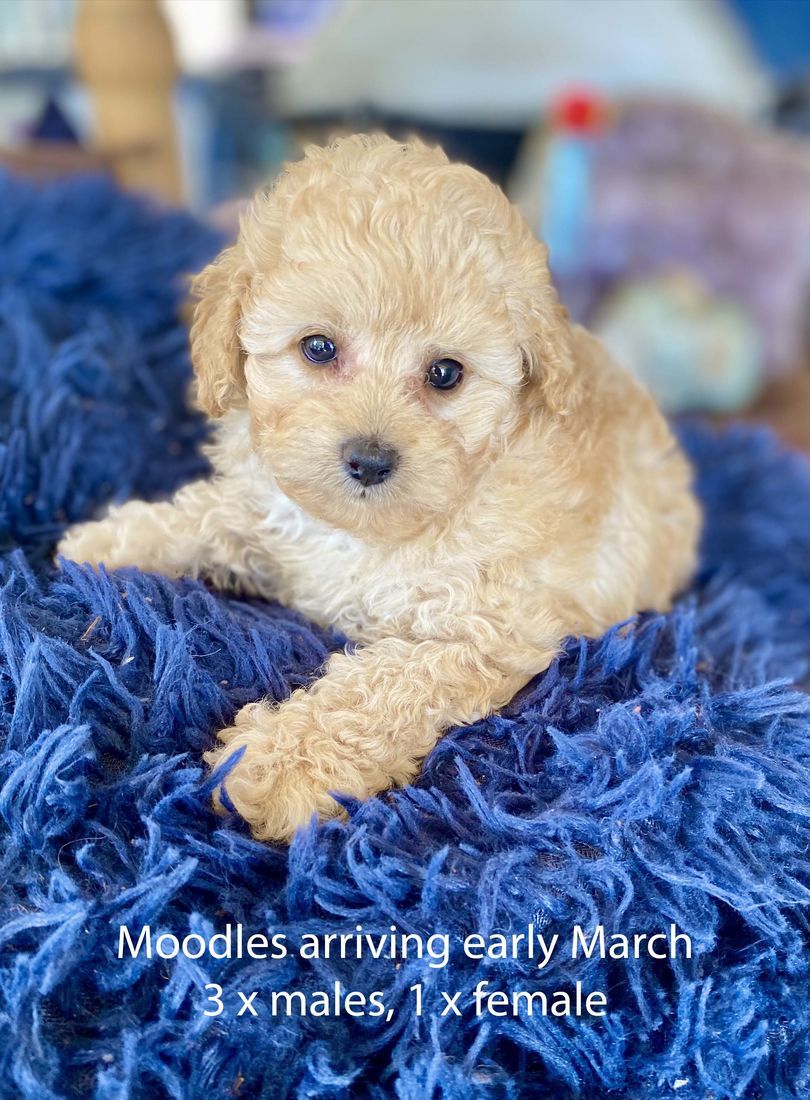 mount lawley pets and puppies