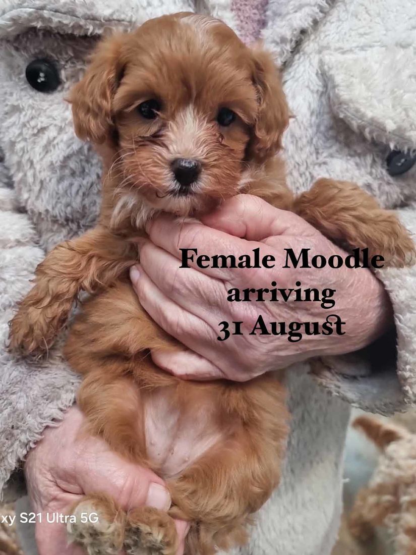 mount lawley pets and puppies