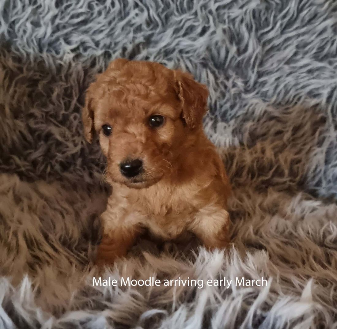 mount lawley pets and puppies