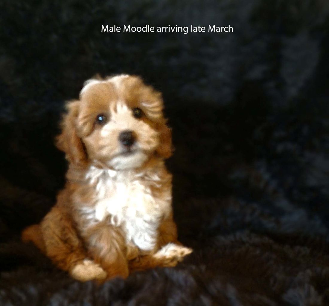 mount lawley pets and puppies