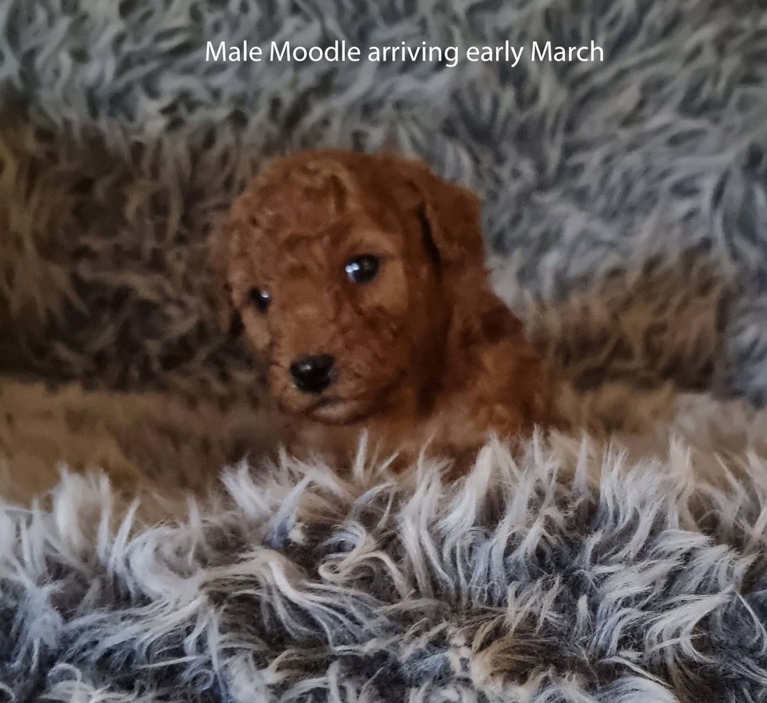 mount lawley pets and puppies