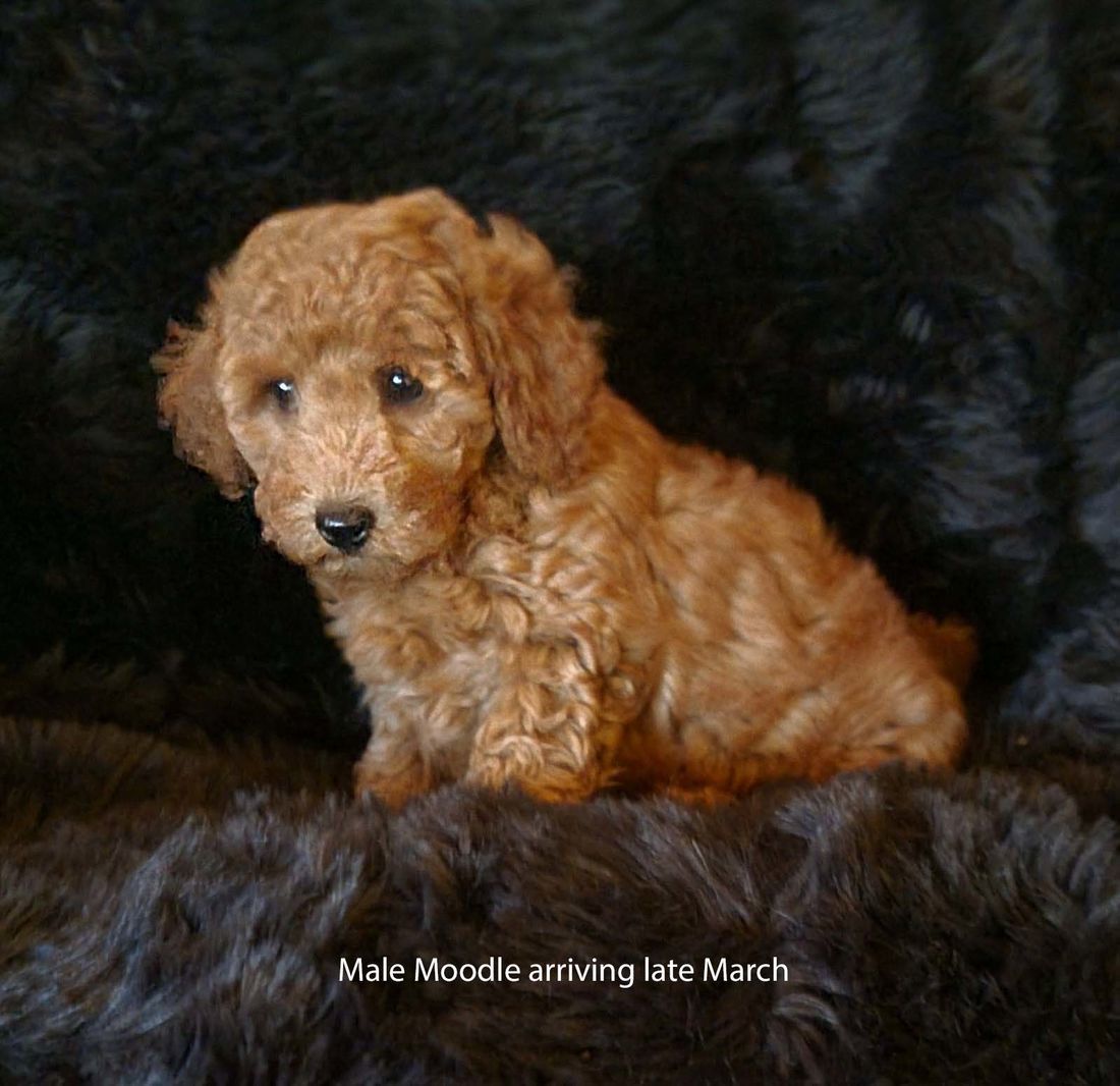 mount lawley pets and puppies