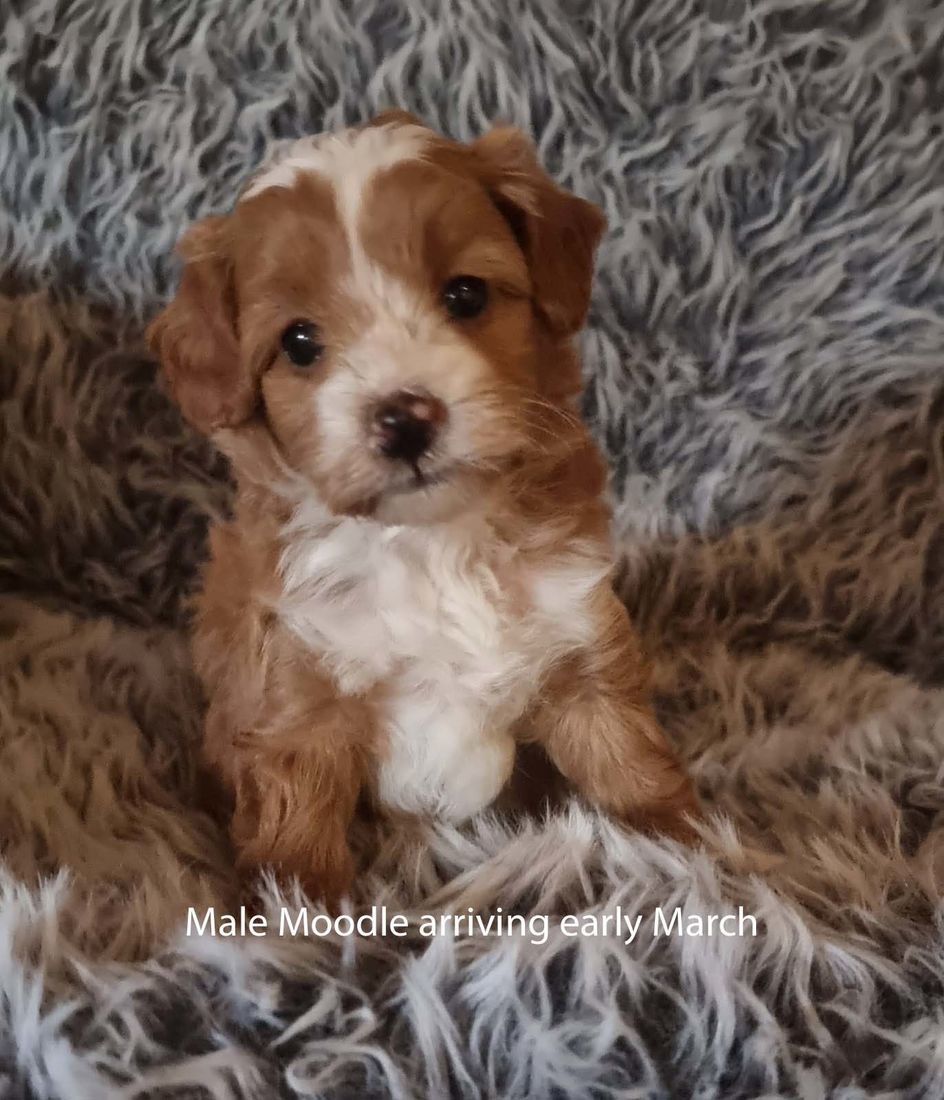 mount lawley pets and puppies