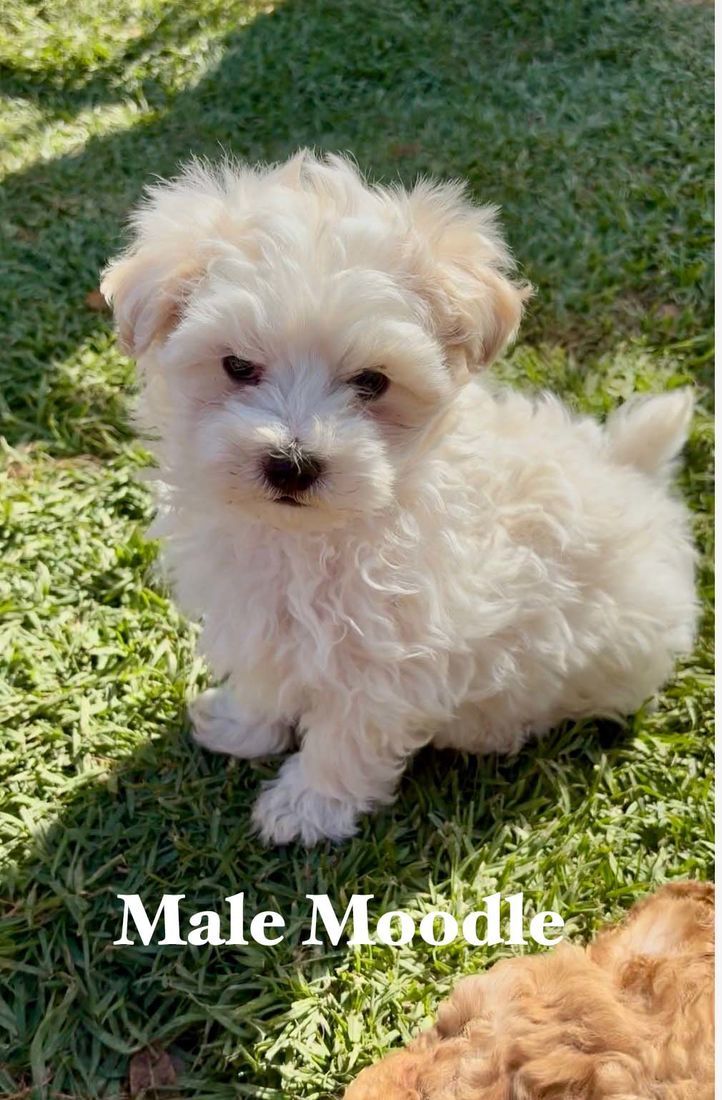 mount lawley pets and puppies