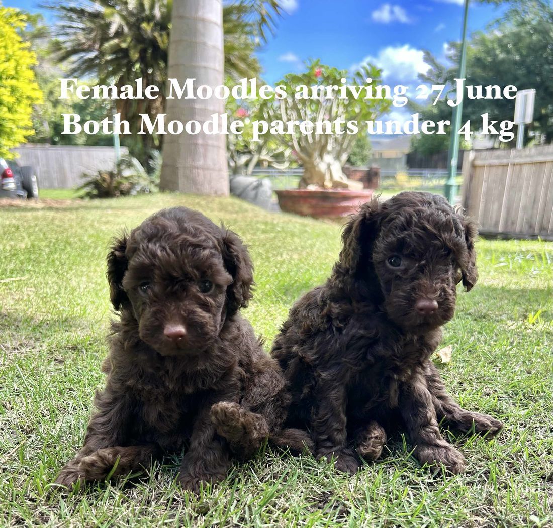 mount lawley pets