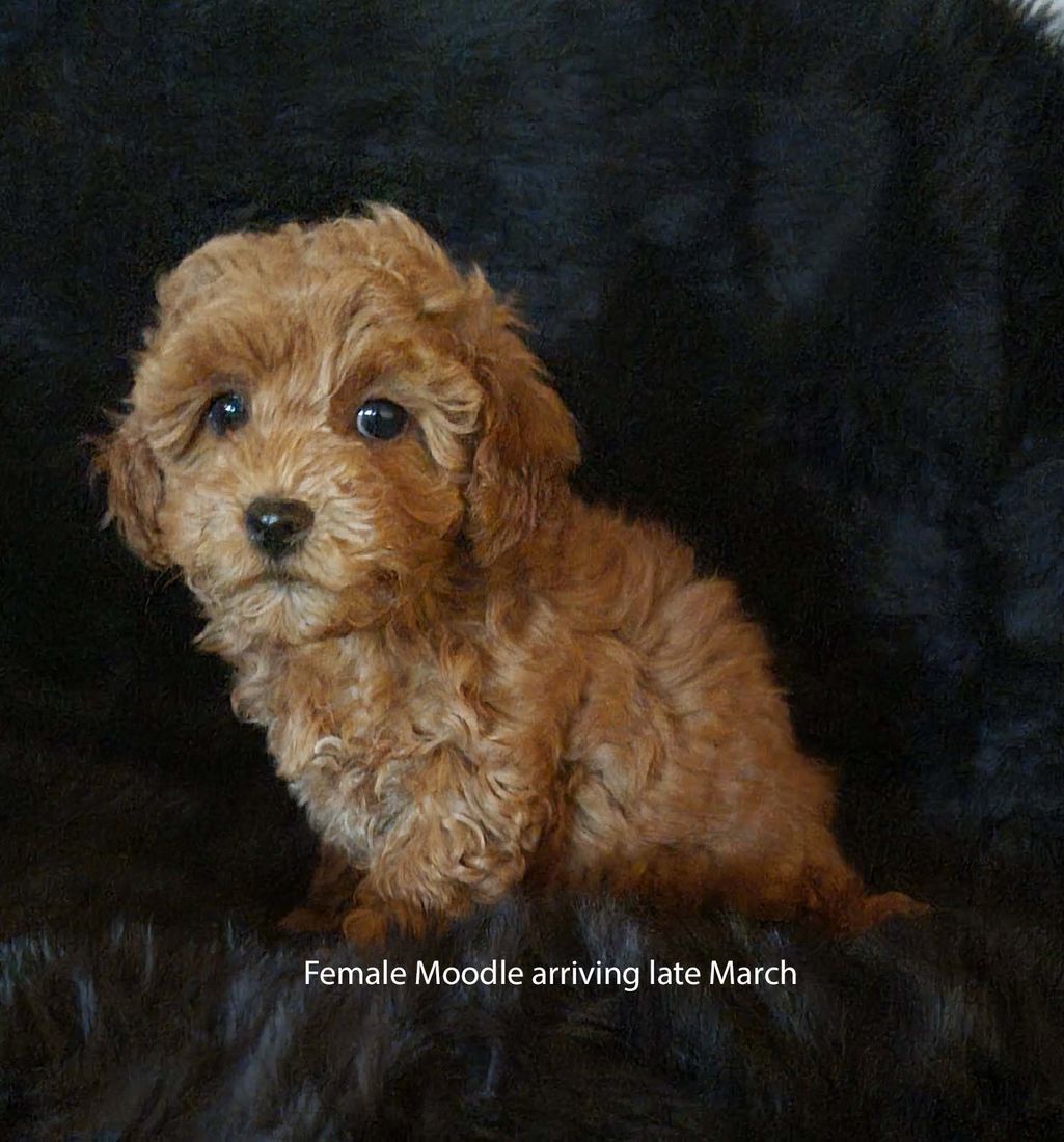 mount lawley pets and puppies