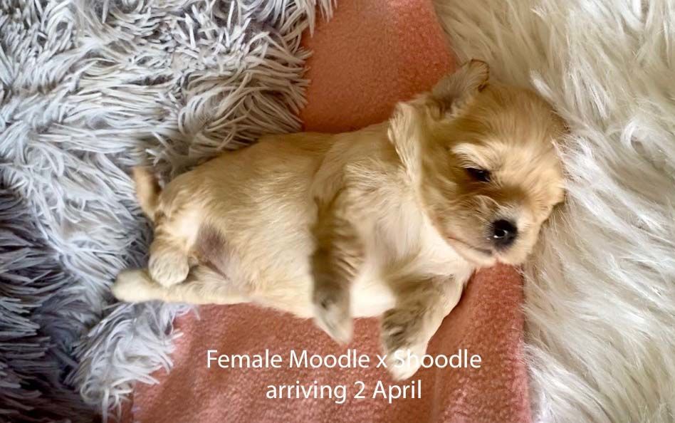 mount lawley pets and puppies