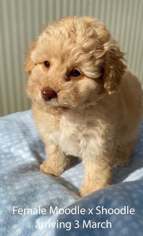 mount lawley pets and puppies