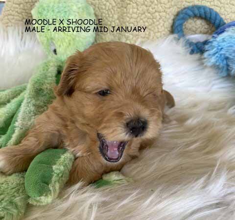 mount lawley pets and puppies