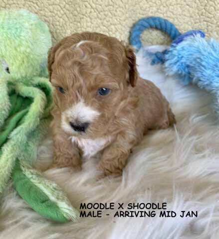 mount lawley pets and puppies