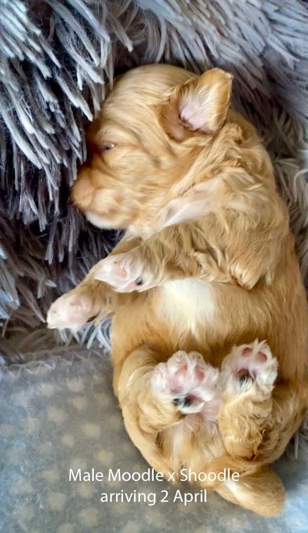 mount lawley pets and puppies