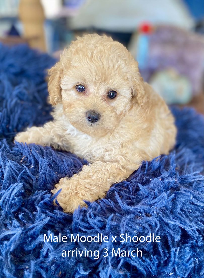 mount lawley pets and puppies