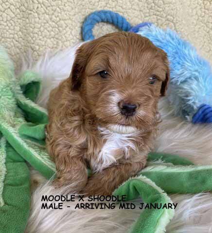 mount lawley pets and puppies