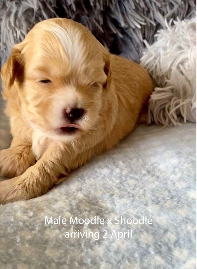 mount lawley pets and puppies