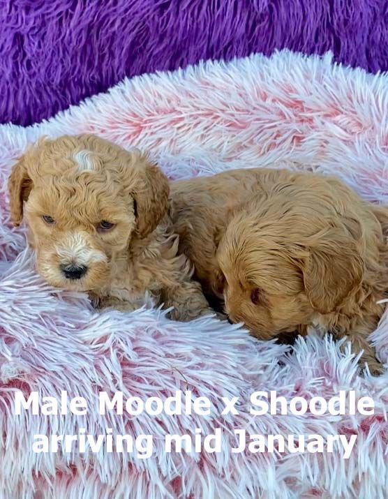 mount lawley pets and puppies