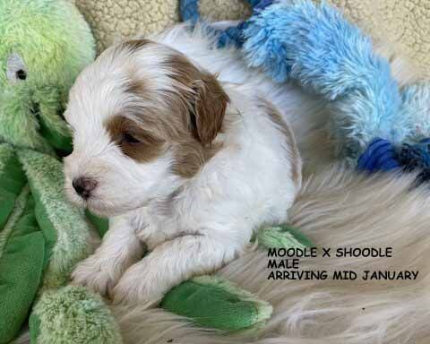 mount lawley pets and puppies