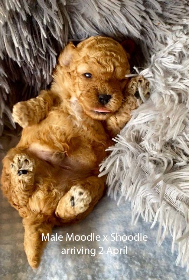 mount lawley pets and puppies