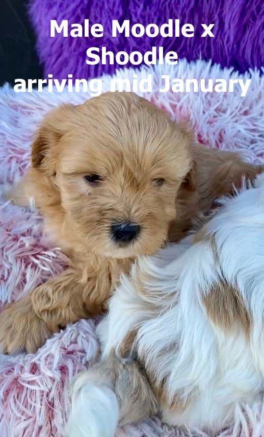 mount lawley pets and puppies