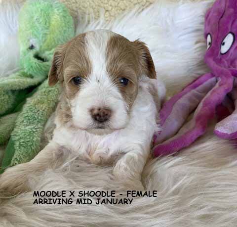 mount lawley pets and puppies