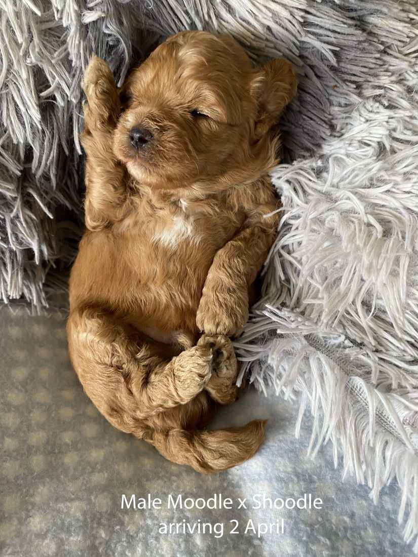 mount lawley pets and puppies