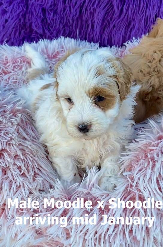 mount lawley pets and puppies
