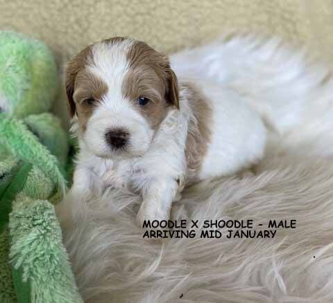 mount lawley pets and puppies