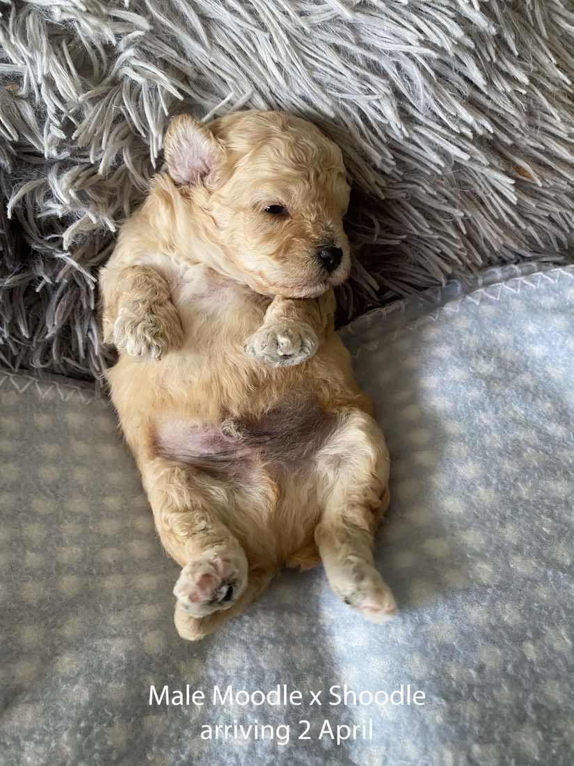 mount lawley pets and puppies