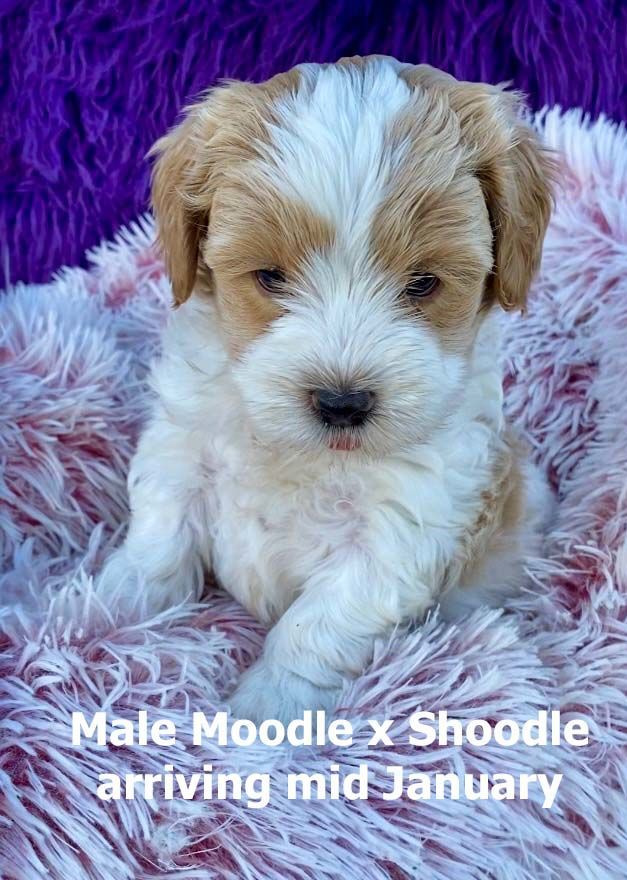 mount lawley pets and puppies