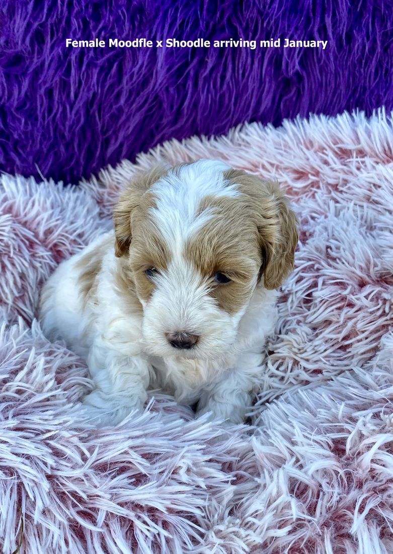 mount lawley pets and puppies