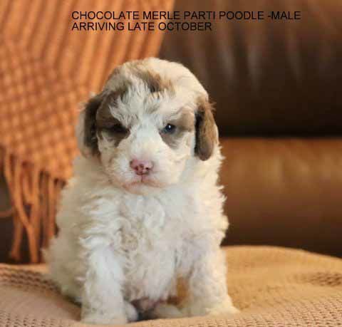 mount lawley pets and puppies