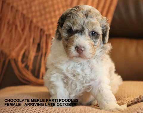 mount lawley pets and puppies